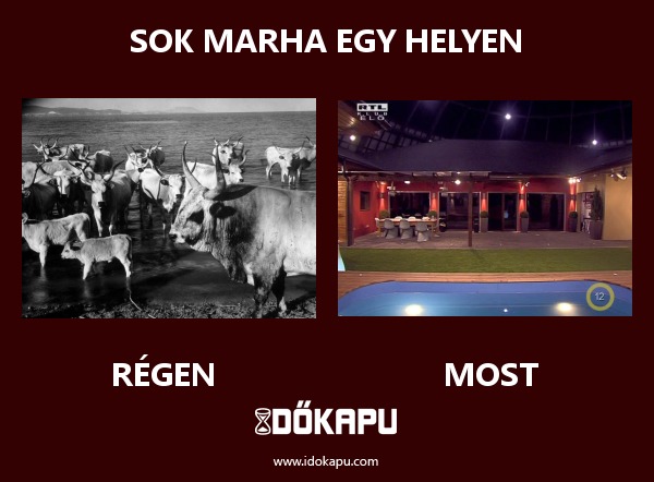 Sok marha egy helyen
 
 title=