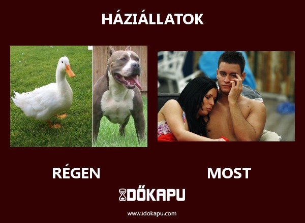 Háziállatok
title=