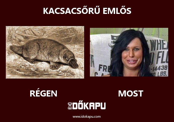 Kacsacsőrű emlős
 
 title=