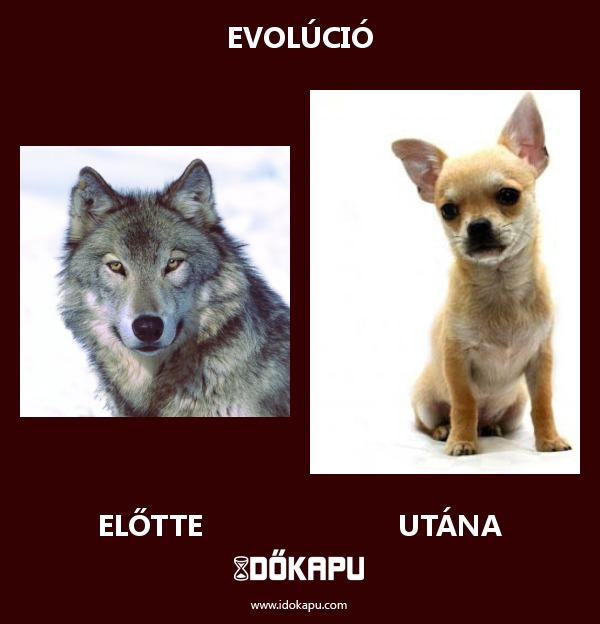 Evolúció
 
 title=